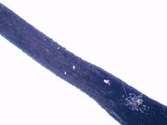 Geoglossum fallax