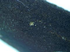 Geoglossum fallax