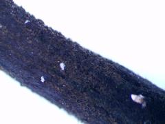 Geoglossum fallax
