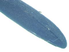 Geoglossum fallax