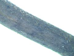 Geoglossum fallax