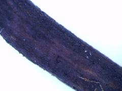 Geoglossum fallax