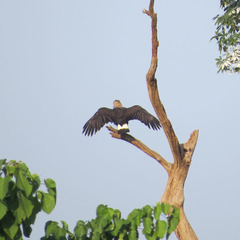 Haliaeetus ichthyaetus