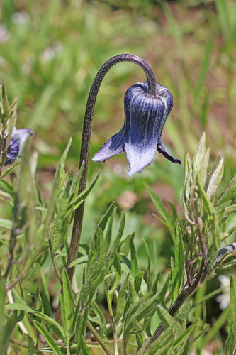 Clematis hirsutissima var. hirsutissima
