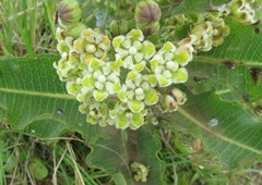 Xysmalobium undulatum