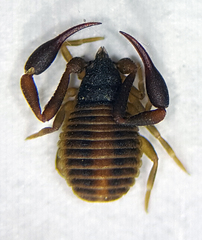 Chelifer cancroides
