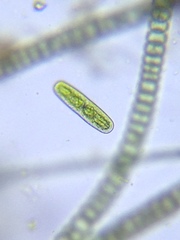Netrium oblongum