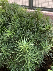 Podocarpus macrophyllus
