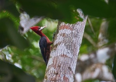 Campephilus rubricollis