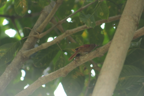 Ash-browed Spinetail (Cranioleuca curtata), photo 9