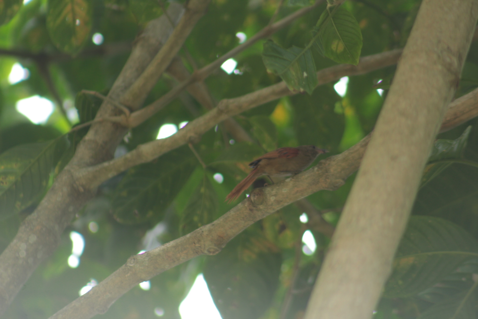 Ash-browed Spinetail (Cranioleuca curtata), photo 9