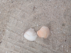 Anomalocardia flexuosa