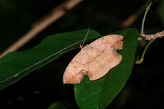 Hypopyra contractipennis