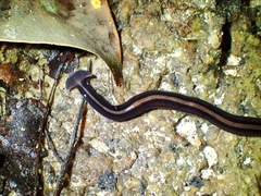 Bipalium javanum