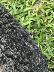 Tropidurus oreadicus