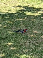 Platycercus elegans × eximius