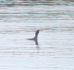 Phalacrocorax capillatus