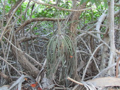 Tillandsia balbisiana