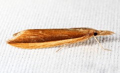 Donacaula albicostellus