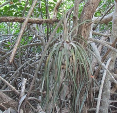 Tillandsia balbisiana
