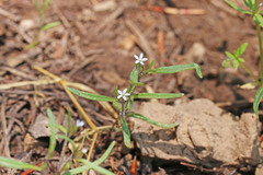 Collomia tenella