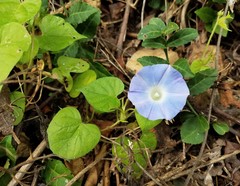 Ipomoea hederacea integriuscula