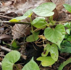 Ipomoea hederacea integriuscula
