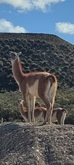 Lama guanicoe