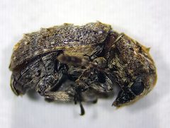 Toxonotus cornutus