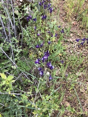 Delphinium hesperium