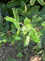 Zanthoxylum beecheyanum