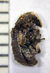 Toxonotus cornutus