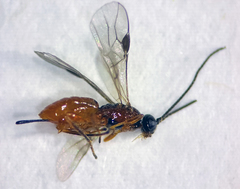 Braconinae