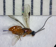 Braconinae