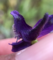 Delphinium hesperium