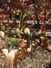 Lindera glauca salicifolia