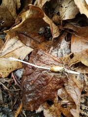 Erythronium americanum