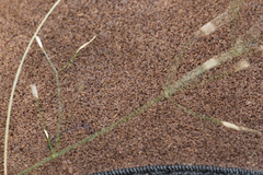 Austrostipa ramosissima