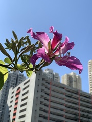 Bauhinia × blakeana