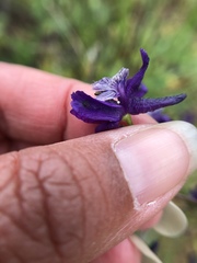 Delphinium hesperium
