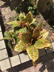 Codiaeum variegatum