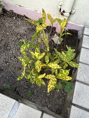 Codiaeum variegatum