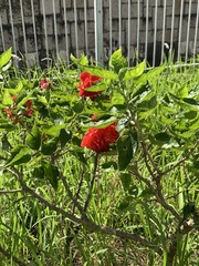 Hibiscus rosa-sinensis