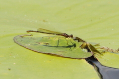 Austrocnemis maccullochi