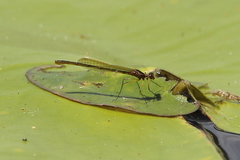 Austrocnemis maccullochi