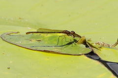 Austrocnemis maccullochi