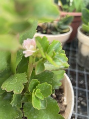 Magnoliopsida