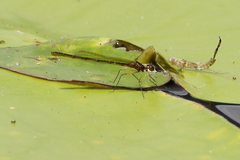 Austrocnemis maccullochi