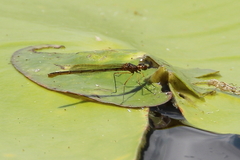 Austrocnemis maccullochi