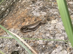 Pseudemoia rawlinsoni